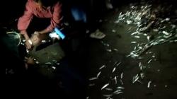 Viral Ribuan Ikan Terdampar di Pantai Palabuhanratu Sukabumi seusai Gelombang Tinggi<