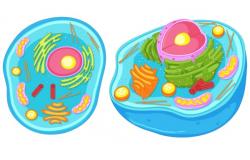 16 Perbedaan Mitosis dan Meiosis, Pembelahan Sel Makhluk 