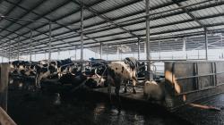 Penyakit LSD Ancam Ternak Sapi Perah, KBB Butuh 100.000 Dosis Vaksin