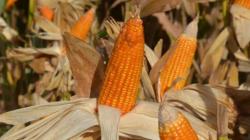Bulog Impor Jagung Sebanyak 171.000 Ton, Langsung Didistribusikan ke Peternak
