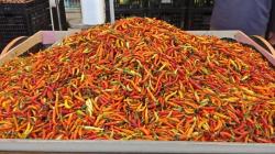 Pasokan Kurang, Harga Cabai di Palangka Raya Tembus Rp60.000 per Kg
