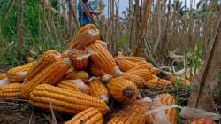 Harga Jagung Anjlok di Rp3.600 per Kilogram, Pemerintah Daerah Diminta Cari Solusi<