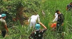 Mayat Pria Lansia Ditemukan Membusuk di Kebun Tebu Jember, Petugas Evakuasi Pakai APD<