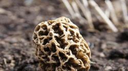 Morel, Jenis Jamur Termahal Kedua Dunia Tumbuh di Gunung Rinjani Lombok<