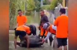 Banjir di Aceh Tamiang, Warga Temukan Ular Piton 5 Meter dan Kura-Kura Jumbo