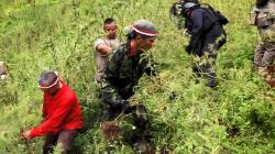 Ladang Ganja Seluas 5 Hektare Ditemukan di Perbukitan Madina, Petugas Butuh 7 Jam ke Lokasi
