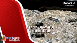 Ulat Bulu Berkeliaran di Permukiman Warga Bogor