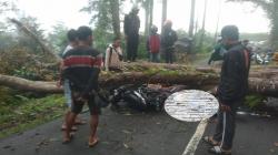 Pengendara Motor Tewas Tertimpa Pohon Tumbang di Cikidang Sukabumi
