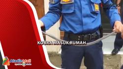 Kobra Masuk Rumah di Kota Cirebon Dievakuasi Petugas<