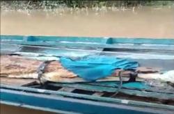 Buaya Sapit Sepanjang 2,5 Meter Terjerat Jaring Ikan Nelayan