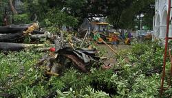 Pohon Tumbang Timpa 2 Pekerja di PN Makassar