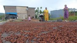 Cengkih Tembus Rp120.000 per Kg, Petani Cepat-Cepat Jual Mumpung Harga Tinggi<