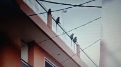 Viral Segerombolan Monyet Liar Tiba-tiba Berdatangan ke Kota Bandung, Warga Heboh