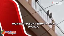 Geger Kawanan Monyet Liar Muncul di Permukiman Warga Bandung