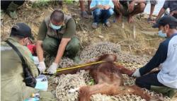2 Orang Utan Masuk ke Permukiman Warga, Dievakuasi BKSDA Pangkalan Bun
