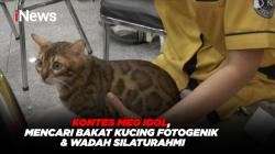 Kontes Meo Idol, Mencari Bakat Kucing Fotogenik & Wadah Silaturahmi 