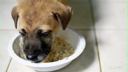 Duh! Adik Ipar Suapi Keponakan Pakai Mangkok Anjing, Sang Ibu Ngamuk