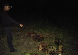 Curi 46 Tandan Buah Sawit, Pria di Way Kanan Ditangkap Polisi
