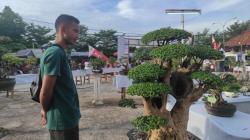 Sederet Bonsai Endemik Bangka Barat, Harganya Ada yang Dibanderol hingga Puluhan Juta Rupiah