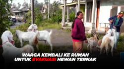 Evakuasi Hewan Ternak, Pengungsi Erupsi Gunung Semeru Kembali ke Rumah 