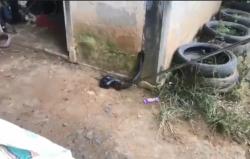 Ular Kobra Masuk Rumah Warga di Nunukan, Pemilik Panik