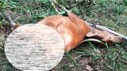 Sapi Milik Warga Pelalawan Diduga Dimangsa Harimau di Areal Kebun Sawit<