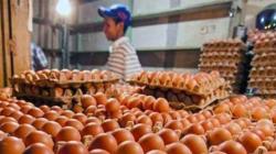 Jelang Ramadhan, Harga Telur di KBB Bisa Tembus Rp32.000 per Kg