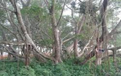  Mitos Pohon Cinta di Pulau Kemaro Palembang, Destinasinya Para Bucin<