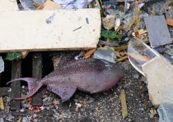 Duh! Akuarium Raksasa di Jerman Meledak, 1.500 Ikan Eksotis Berhamburan di Jalan