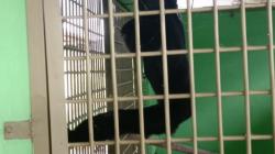 Seekor Siamang di Limapuluh Kota Diserahkan ke BKSDA Usai Serang Warga