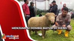 Mengenal Domba Batur sebagai Daya Tarik Wisatawan di Dieng