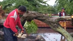 Puting Beliung Terjang 2 Kecamatan di Majalengka, Sejumlah Pohon Tumbang<