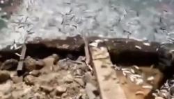 Fenomena Ribuan Ikan Berlompatan di Kepulauan Seribu, Ini Penyebabnya