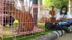 Geger! Warga Solok Temukan Hewan Langka Kucing Emas 