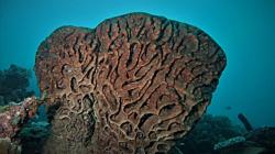 Penyelam Asing Ikut Ramaikan Kompetisi Fotografi Bawah Laut Gorontalo