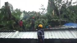 Pohon Tumbang Timpa Warung Bakso, 5 Orang Terluka