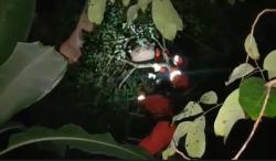 Petugas Damkar Evakuasi Sarang Tawon Vespa Jumbo di Atas Pohon Rambutan Warga