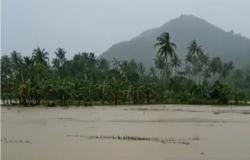 Aliran Irigasi Meluap, Ratusan Hektare Padi di NTB Terendam Banjir