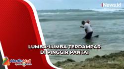Lumba-Lumba Terdampar di Perairan Tanjung Panto, Ternyata Ini Penyebabnya
