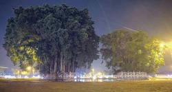 Liburan ke Yogyakarta, Wisatawan Wajib Tahu Legenda Beringin Kembar Alun-Alun Kidul 
