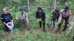 Kabur saat Digerebek, Tersangka Penanam Ratusan Batang Ganja di Desa Air Rusa Diburu Polisi