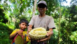 Panen Durian Cikakak Khas Sukabumi