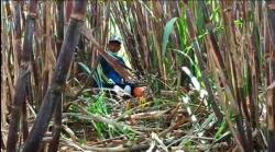 Kerangka Manusia di Lahan Tebu Gegerkan Warga Malang, Begini Kondisinya