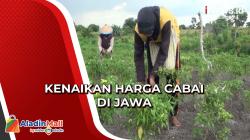 Harga Melambung, Petani Cabai di Mojokerto Panen Lebih Awal