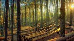 Hutan Pinus Mangunan: Keindahan, Fasilitas, Lokasi, hingga Harga Tiket Masuk<