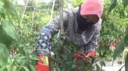 Hama Patek Serang Tanaman Cabai di Purwakarta, Petani Harus Keluarkan Biaya Ekstra<
