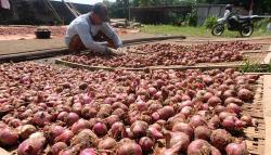 Harga Bawang Merah Naik Gara-Gara Cuaca Buruk