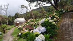 Orchid Garden, Pelestarian Anggrek Hutan Langka di Gunung Papandayan Garut<