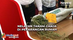 Nekat Tanam Ganja di Pekarangan Rumah, Nelayan di Aceh Diringkus Polisi