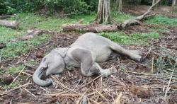 Mengenaskan, Gajah di Suaka Margasatwa Barumun Mati akibat Malnutrisi<